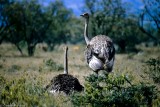 Ostrich, Nakuru 020334