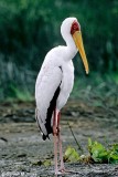 Stork, Baringo 010221