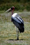 Stork, Nakuru 020137