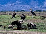Vulture, Masai Mara 011013
