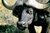Buffalo, Masai Mara 010901