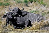 Buffalo, Masai Mara 010904