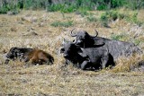 Buffalo, Masai Mara 010905