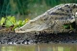 Crocodile, Baringo 0230