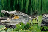 Crocodile, Baringo 0303