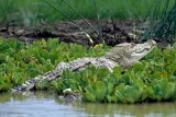 Crocodile, Baringo 0309
