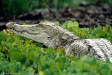 Crocodile, Baringo 0313