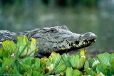 Crocodile, Baringo 0319