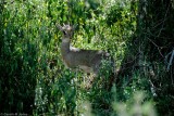 Dik Dik, Nakuru 020119