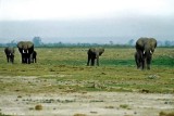 Elephant, Amboseli 020121