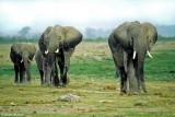 Elephant, Amboseli 020123