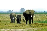 Elephant, Amboseli 020125