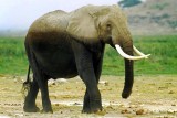 Elephant, Amboseli 020137