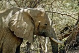 Elephant, Samburu 011128