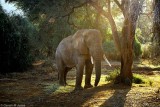 Elephant, Samburu 011426