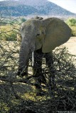 Elephant, Samburu 020114