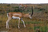 Gazelle, Nairobi 0133
