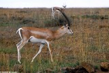 Gazelle, Nairobi 0134