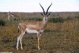 Gazelle, Nairobi 0136