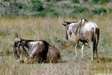 Wildebeest, Nairobi 0118