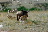 Wildebeest, Nairobi 0120