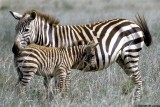Zebra, Nairobi 0102