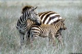 Zebra, Nairobi 0109