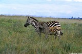 Zebra, Nairobi 0114