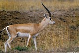 Gazelle, Nairobi 0129