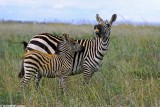 Zebra, Nairobi 0115