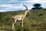 Gazelle, Nairobi 0202