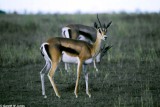 Gazelle, Nairobi 0227