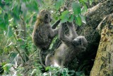 Baboon, Nairobi 0326