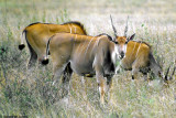 Eland, Nairobi 0335