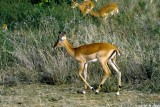 Impala, Nairobi 0329