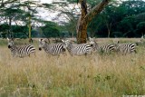 Zebra, Nairobi 0336