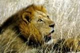 Lion, Nairobi 0418