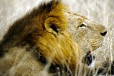 Lion, Nairobi 0426