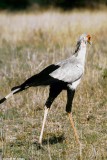 Secretary Bird, Nairobi 0407