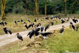 Stork, Nairobi 0401