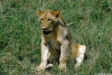 Lion, Nairobi 0511