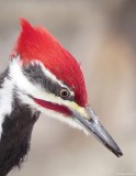 Grand Pic / Pileated Woopecker