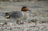 Sarcelle dhiver / Green-winged Teal