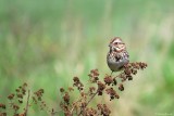 Bruant Chanteur / Song Sparrow