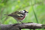 Paruline flanc marron / Chesnut-sided Warbler