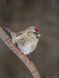 Sizerin Flamm / Common Redpoll