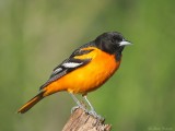 Oriole de Baltimore / Baltimore Oriole