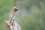 Jaseur dAmrique / Cedar Waxwing