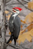 Grand Pic  / Pileated Woodpecker