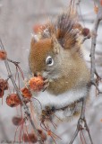 Écureuil roux / Red Squirrel